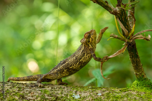 Coarse Chameleon - Trioceros rudis, beautiful colored lizard from African forests, Mgahinga, Uganda. photo