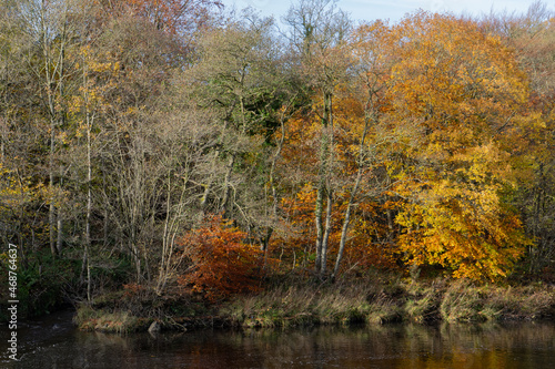 Autumnal trees by the river South Tyne  Northumberland  UK