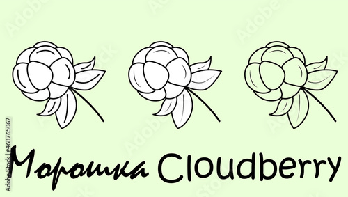 A set of cloudberry fruit objects with the inscription "cloudberry" in Russian and English. Simple vector illustration, eps