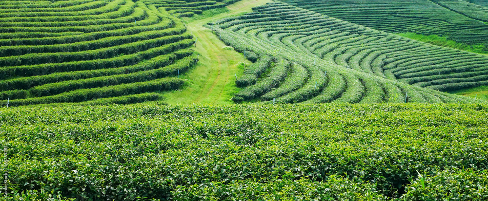 Landscape tea plantations in northern Thailand