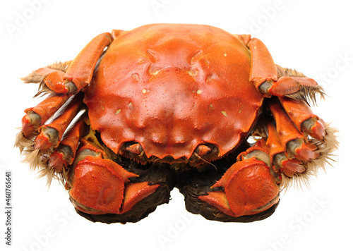 Cooked river crab isolated in white background photo