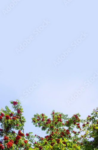 A branches of rowan with red berries background blue sky banner. Autumn and natural background. Autumn banner with rowan berries and leaves. Copy space. © kajasja
