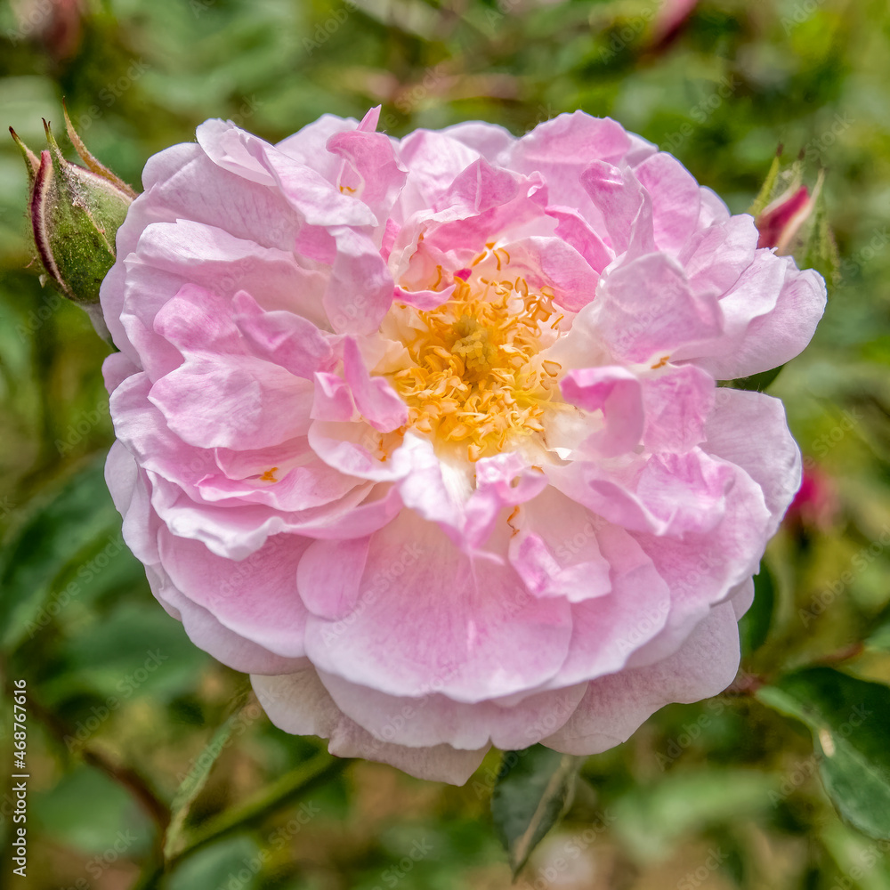 pale pink rose flower top view closeup on green foliage natural background pale pink rose flower top view closeup on green foliage natural background