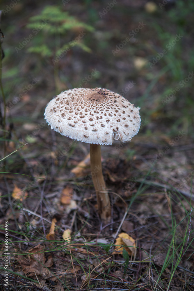 The white fungus Macrolepiota excoriata grows in a forest The white fungus Macrolepiota excoriata grows in a forest
