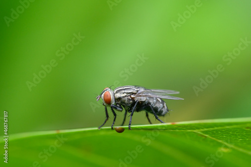 Fotografie macro flies on leaves in nature