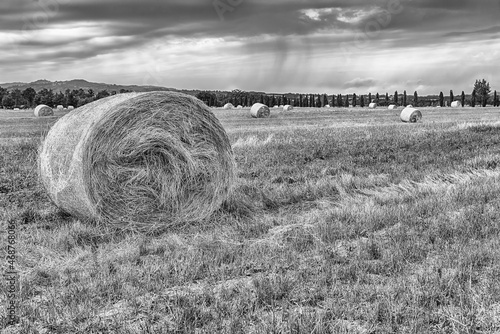 Hay bales on the field after harvest photo