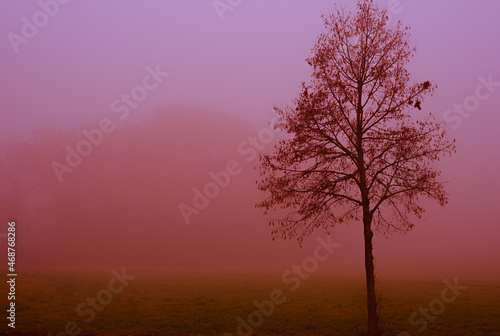 An almost bare tree in front of a foggy forest.