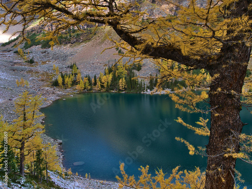 High angle view of Lake Agnes with shimmering water viewed through the yellow colored branches of larch tree in autumn in Banff National Park, Canada.