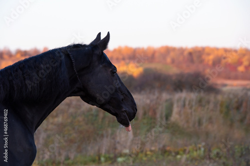 portrait of beautiful black horse. autumn season