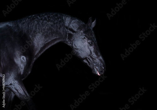 art portrait of beautiful black horse around black background. chic and glamour equestrian concept