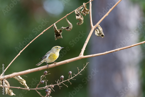 A pine warbler (Dendroica pinus) perched on a branch in St. Augustine, Florida.  photo