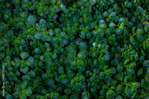 A plant called Saxifrage is green in color on a clear sunny day.