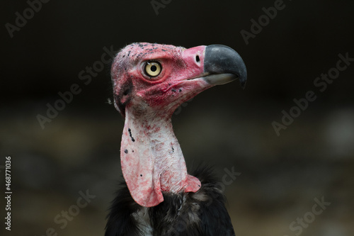 Red-headed Vulture, Sarcogyps calvus, Thailand photo