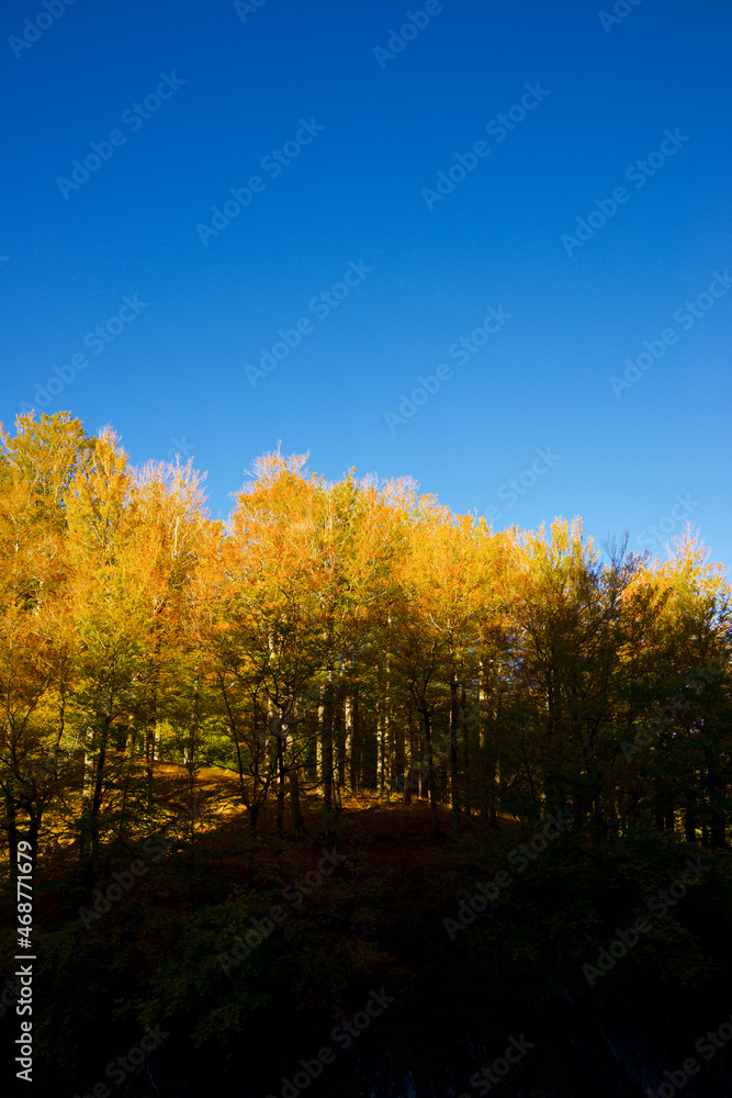Obraz premium Autumn forest in the Pyrenees