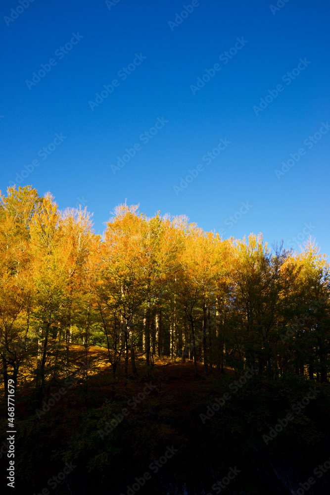 Autumn forest in the Pyrenees