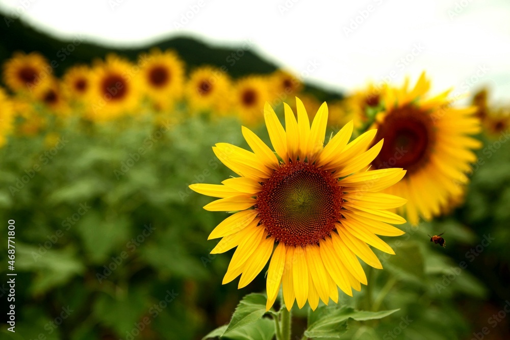 Fototapeta premium sunflower in the field