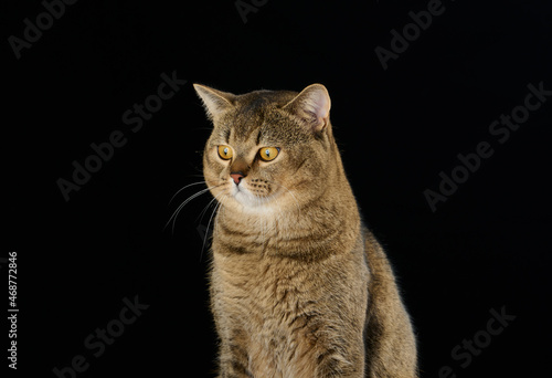 portrait of an adult gray Scottish straight cat on a black background
