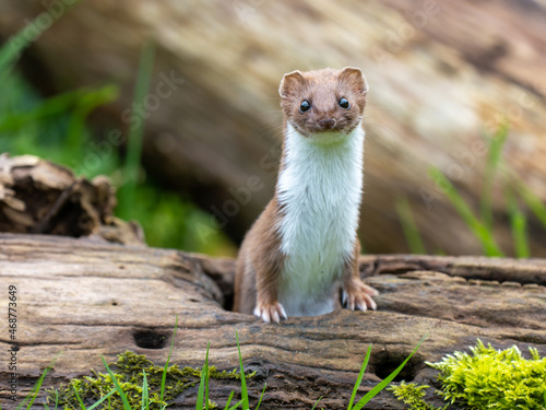 Weasel on a Log photo