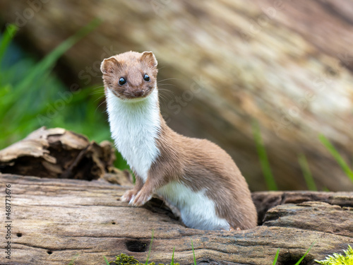Weasel on a Log photo