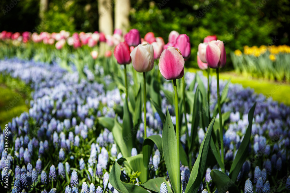 Beautiful flower garden with colorful blooming flowers