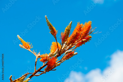 Flame Grevillea Tree - Western Australia