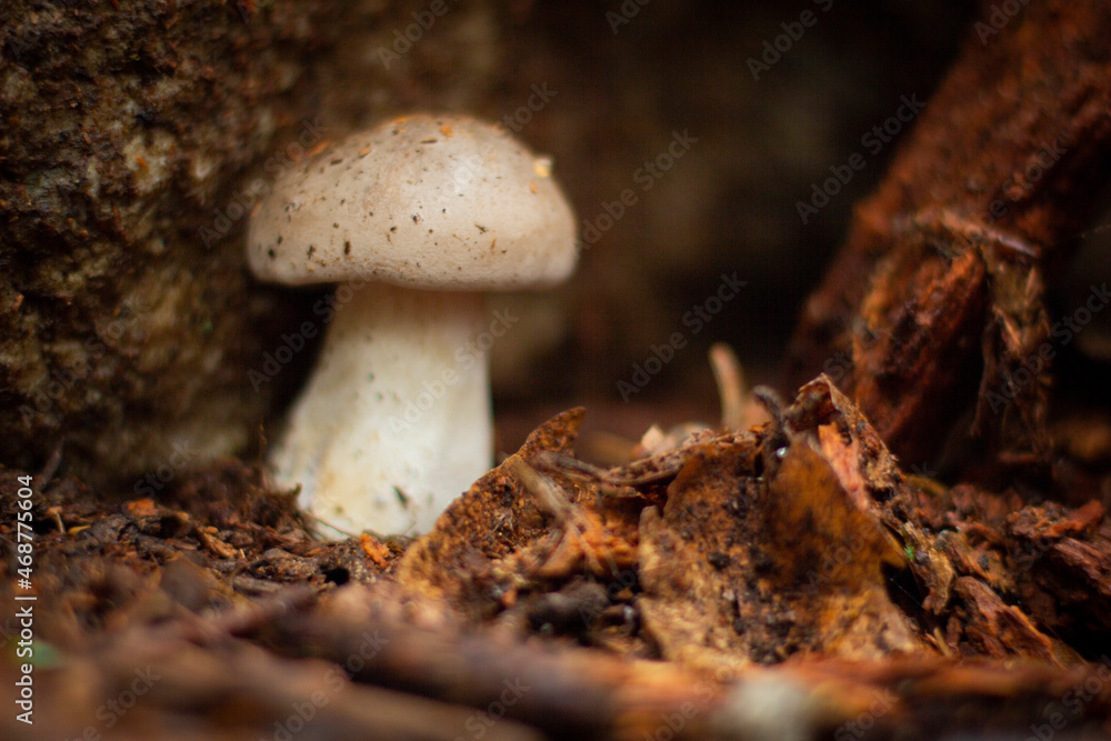 mushroom in the forest mushroom in the forest