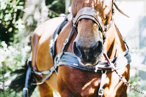 Close up sur les naseaux d'un cheval de trait brun avec son équipement de traction