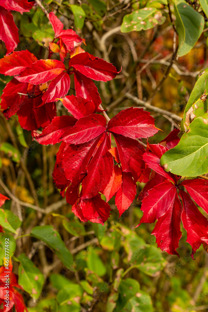 custom made wallpaper toronto digitalVertical photo of bright red woodbine leaves at autumn. Virginia creeper (Parthenocissus quinquefolia) leaves at red fall color. Fire-engine red five-fingered ivy leaves. Red wild grape leaves