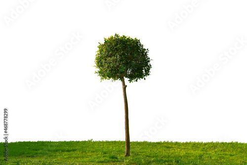 Green field with young lonely tree