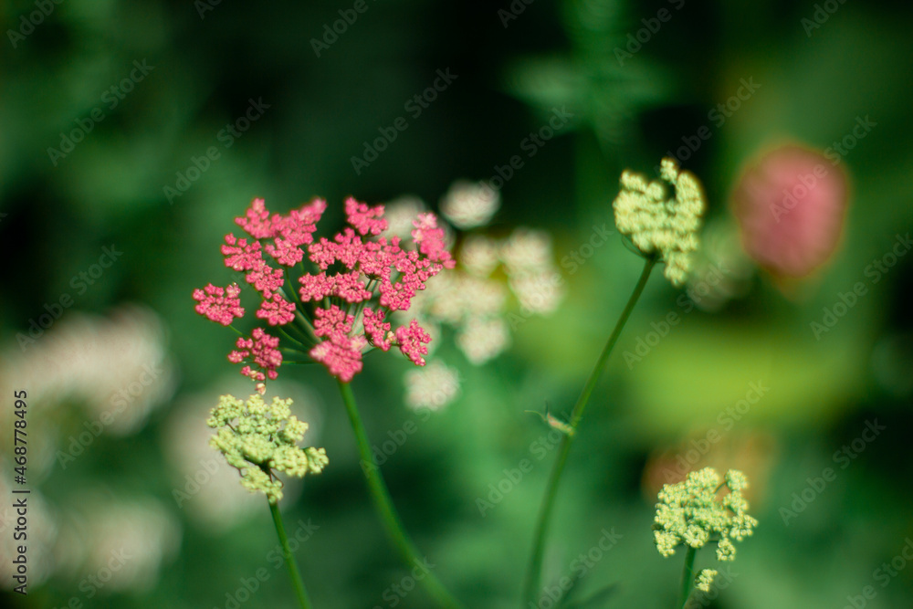 Obraz premium flowers in the garden