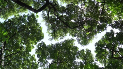Crown Shyness big tree showing gap between tree top avoid touching in forest