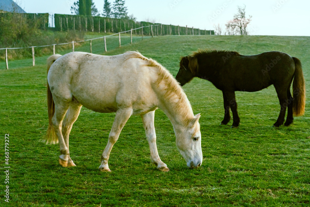Horses in the pasture in France Horses in the pasture in France