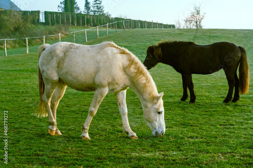 Horses in the pasture in France