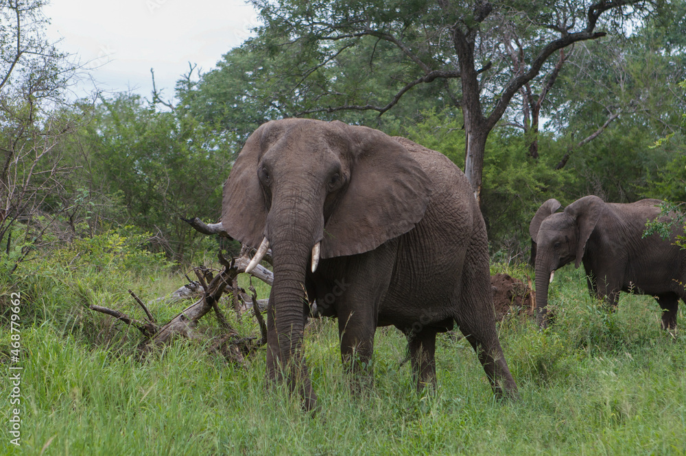 Fototapeta premium Elephant in the wild