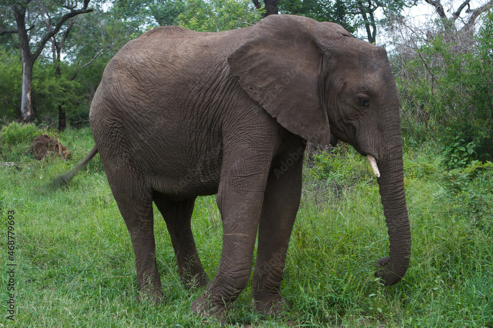 Elephant in the wild