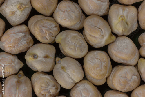 Close-up of dried chickpea (hummus) fruit, healthy food concept and traditional jewish cuisine