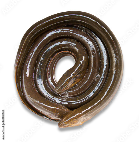 Eel has a long body on a white background.