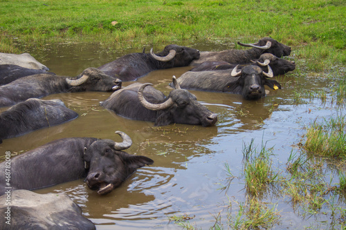 Water buffalo in Romania