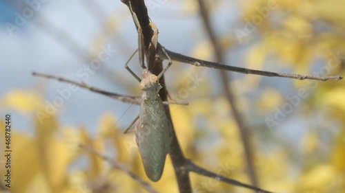 Praying mantis sits on a sit on branch on background on autumn yellow leaves. Transcaucasian tree mantis (Hierodula transcaucasica). Close-up of mantis insect photo