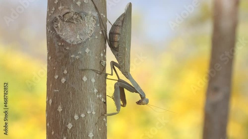 Praying mantis sits on a sit on branch on background on autumn yellow leaves. Transcaucasian tree mantis (Hierodula transcaucasica). Close-up of mantis insect photo