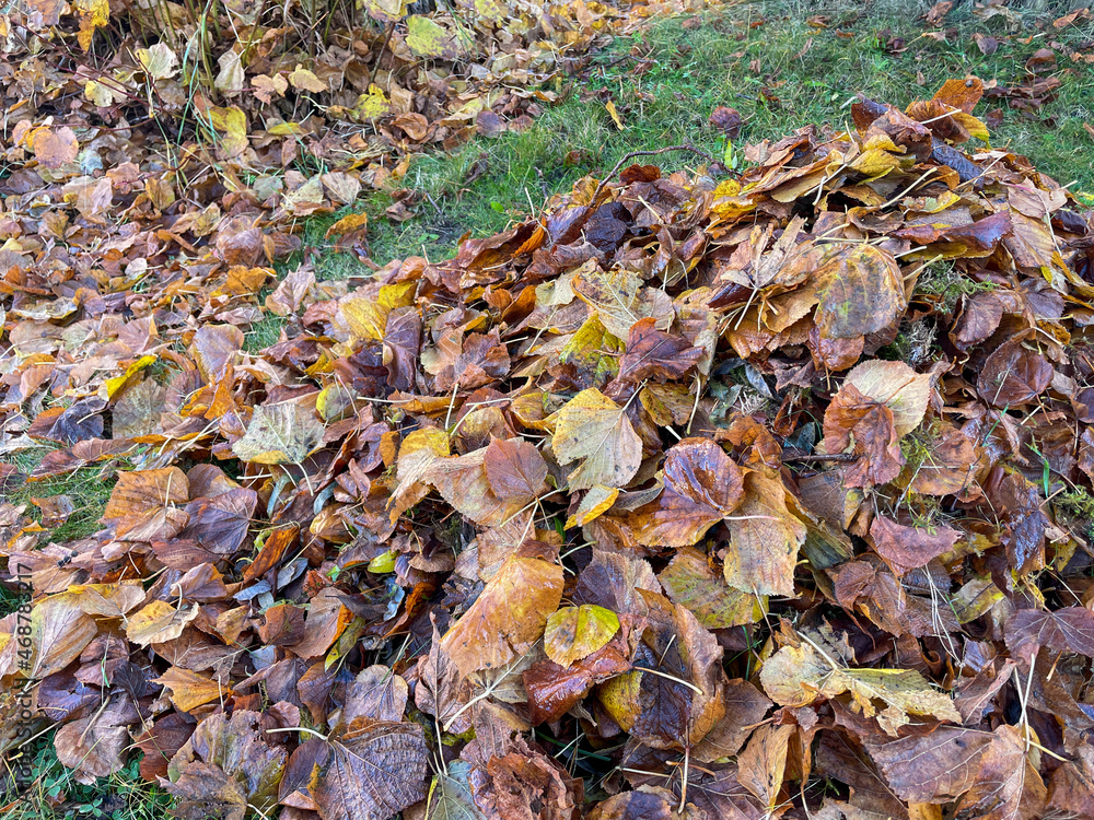 Pile of leaves in autumn in a garden