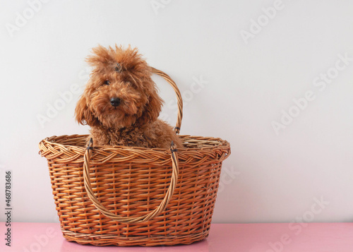 Canvastavla Little dog fred brown miniature poodle toy sitting in a basket