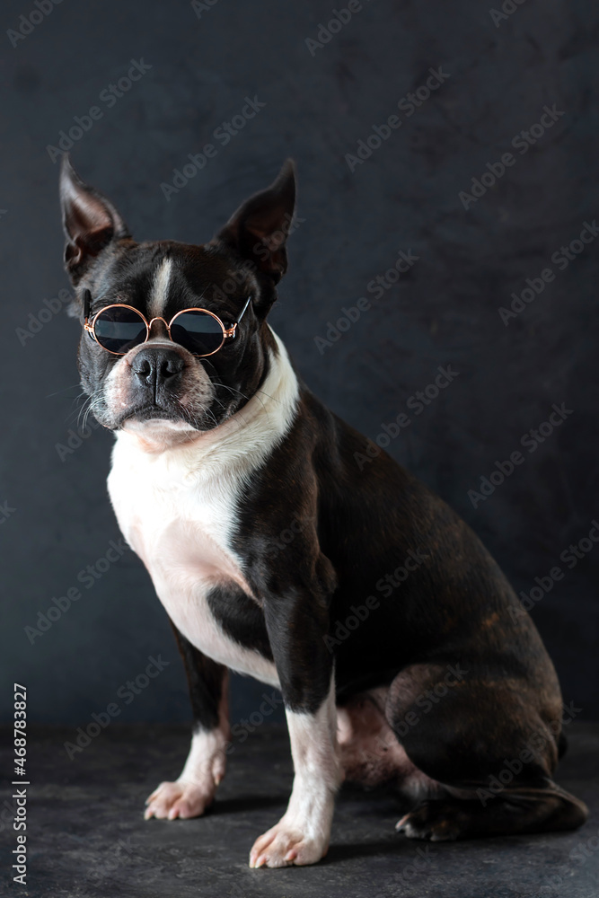 Dog Boston Terrier breed on a black background wearing glasses.