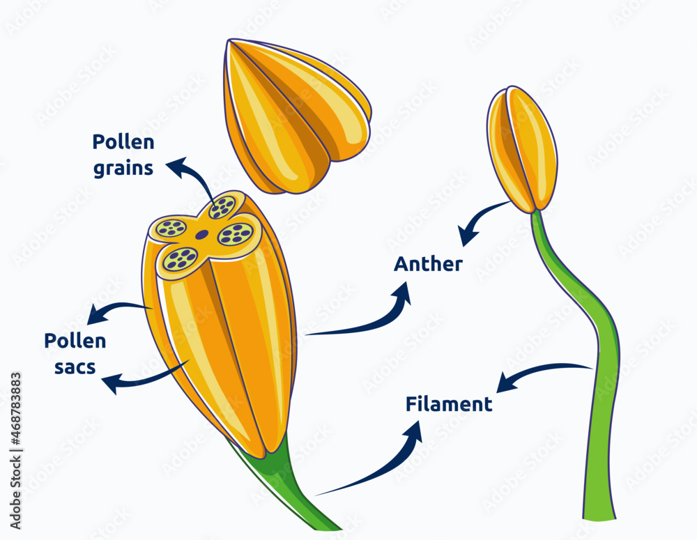 Structure of anther vector illustration. Plant anatomy illustration