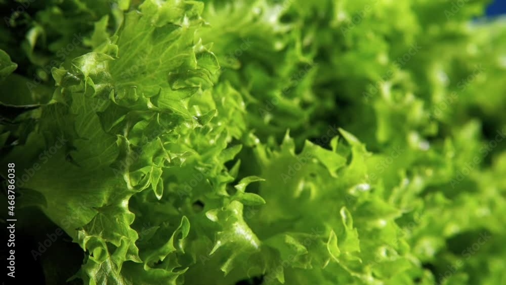 4k frame closeup of a slowly moving macro lens between Fresh Green lettuce leaves on a blue background perfect freshness. Healthy food concept, healthy lifestyle, vegan holiday. 4k frame closeup of a slowly moving macro lens between Fresh Green lettuce leaves on a blue background perfect freshness. Healthy food concept, healthy lifestyle, vegan holiday.