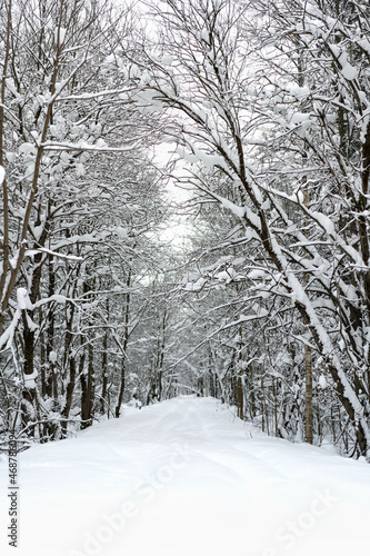 Winter trees and the road are covered with snow
