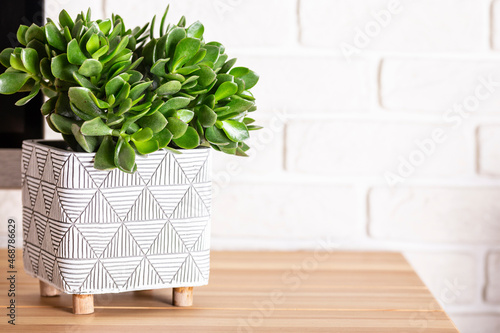 Decorative indoor plant crassula in a pot