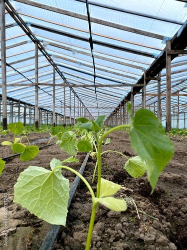 cucumbers growing in a greenhouse. Natural cucumber greenhouse. Beautiful ripe and green cucumbers grown in a greenhouse. Organic food production