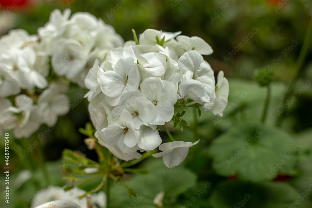 Close up photo of pelargonium zonale flower and blurred background Close up photo of pelargonium zonale flower and blurred background