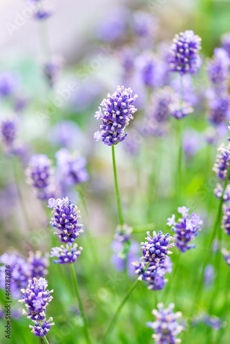Vertical shot of lavenders in a field